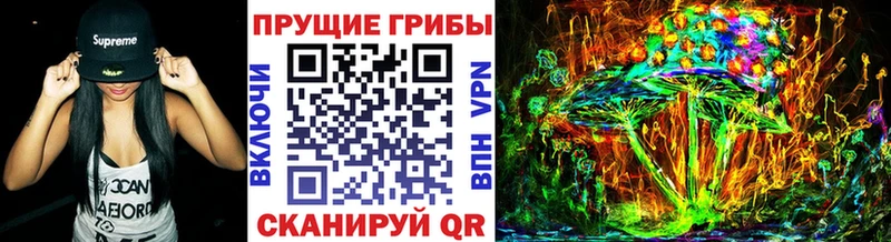 купить наркоту  Павловская  Галлюциногенные грибы Psilocybine cubensis 